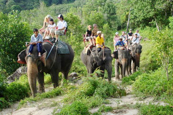 Elephant Trekking (Kalim Elephant Camp)